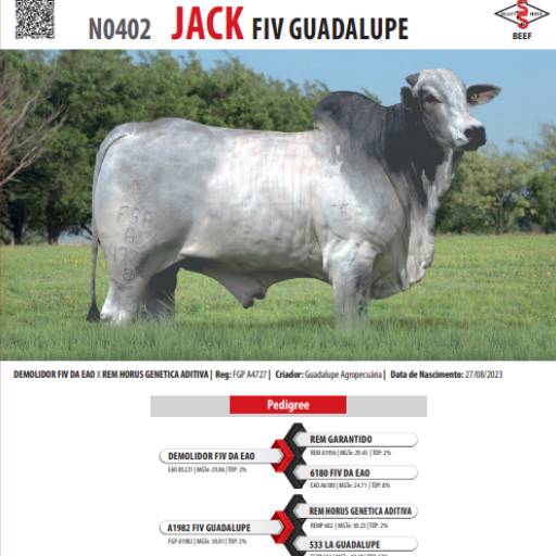 Touro Nelore Jack FIV Guadalupe (N0402)