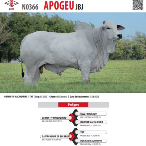 Touro Nelore Obama FIV Machadinho (JBJ 2200)