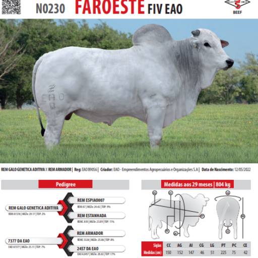 Touro Nelore Faroeste FIV EAO (N0230)