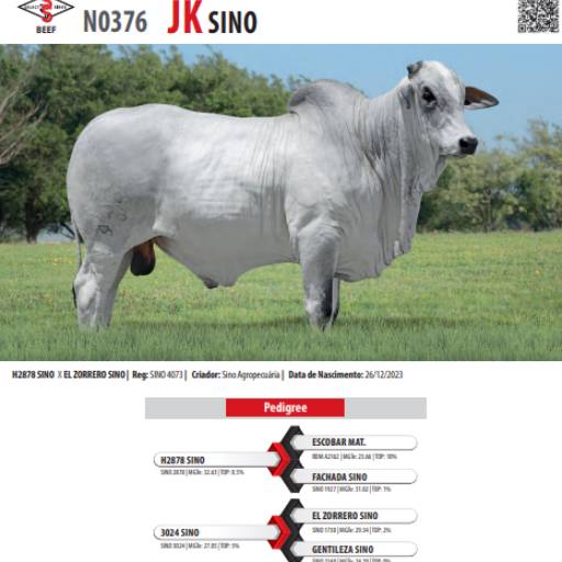 Touro Nelore JK SINO (N0376)