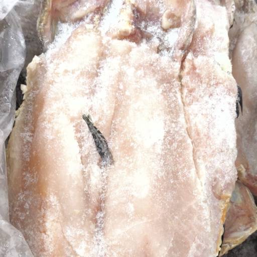 Traíra Espalmada