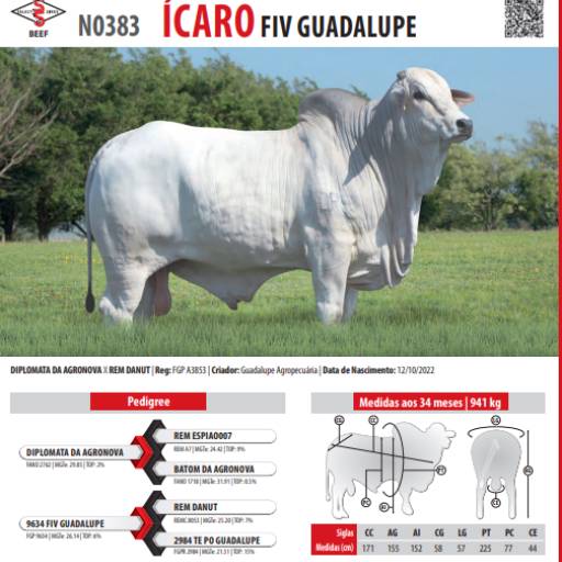 Touro Nelore Icaro FIV Guadalupe (N0383)