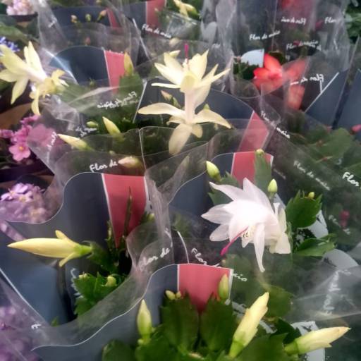 Flor De Maio  por Botucatu Garden