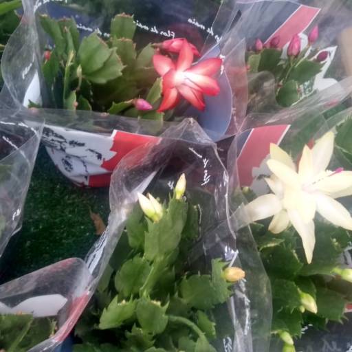 Flor De Maio  por Botucatu Garden