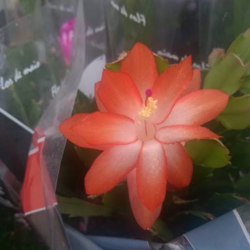 Flor De Maio  por Botucatu Garden