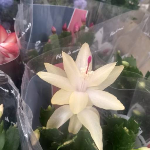 Comprar o produto de Flor De Maio  em A Classificar pela empresa Botucatu Garden em Botucatu, SP por Solutudo