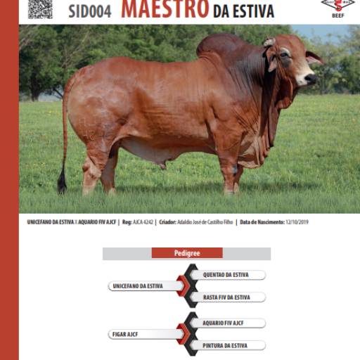 Touro Sindi Maestro da Estiva (SID004)