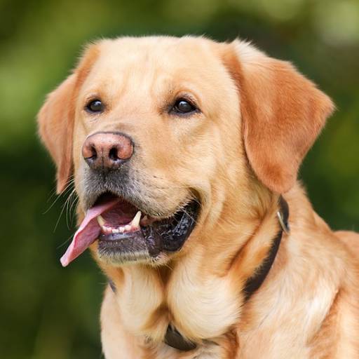Atendimento Veterinário  a Domicilio 