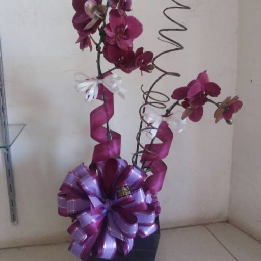 Comprar o produto de Orquídeas  em A Classificar pela empresa Cia das Flores em Araçatuba, SP por Solutudo