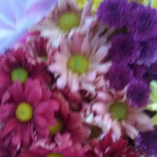 Comprar o produto de Flor em A Classificar pela empresa Floricultura Eres Bauru em Bauru, SP por Solutudo