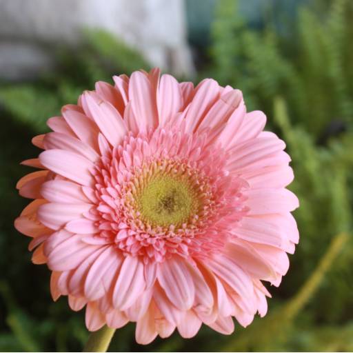 Gerbera  por Botucatu Garden