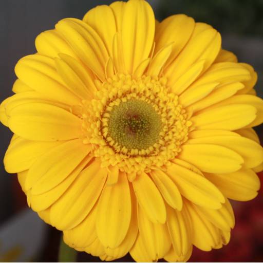 Gerbera  por Botucatu Garden