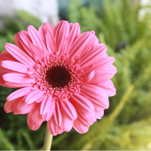 Gerbera  por Botucatu Garden