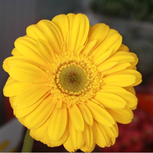 Gerbera  por Botucatu Garden