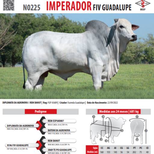 Touro Nelore Imperador FIV Guadalupe (N0225)