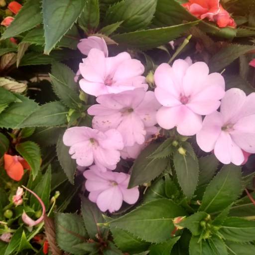 Impatiens por Botucatu Garden