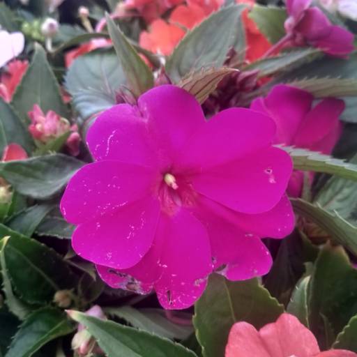 Impatiens por Botucatu Garden