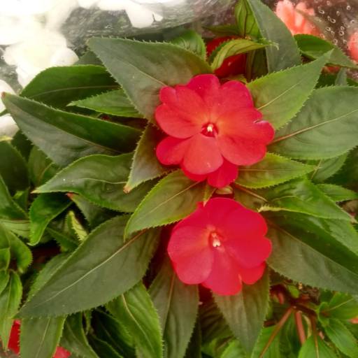 Impatiens por Botucatu Garden