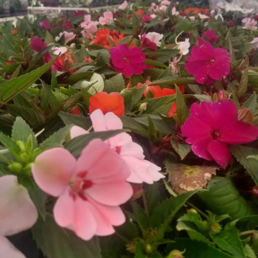 Impatiens por Botucatu Garden