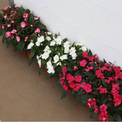 Impatiens por Botucatu Garden