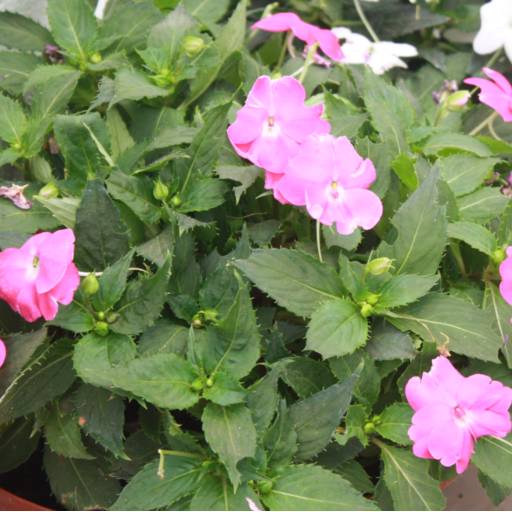 Impatiens por Botucatu Garden