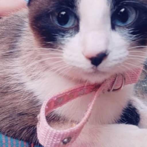 Castração Gata