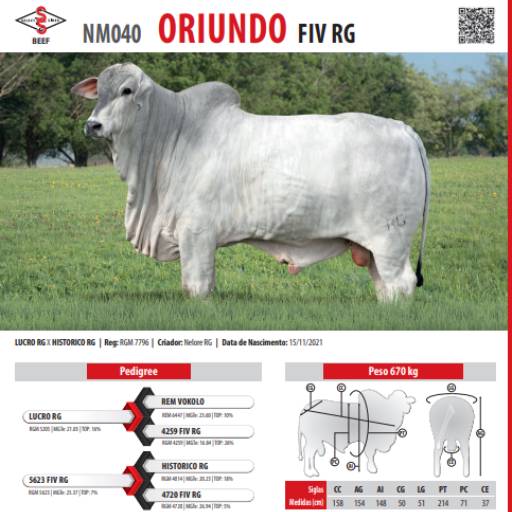 Touro Nelore Oriundo FIV RG (NM040)