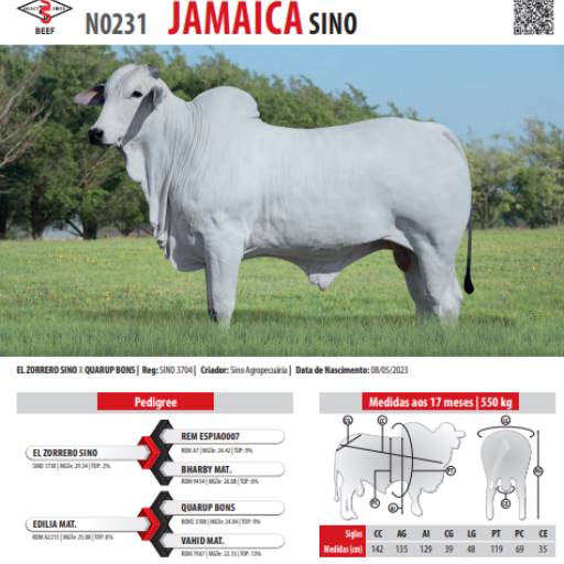 Touro Nelore Jamaica SINO (N0231)