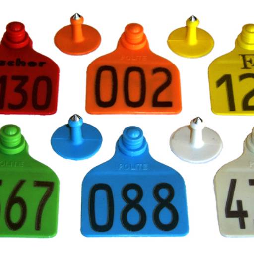 Caixa com 50 brincos Grandes Numerados para Bovinos + pino macho com ponta metalica por Polite Polimeros e Tecnogologia Agropecuária